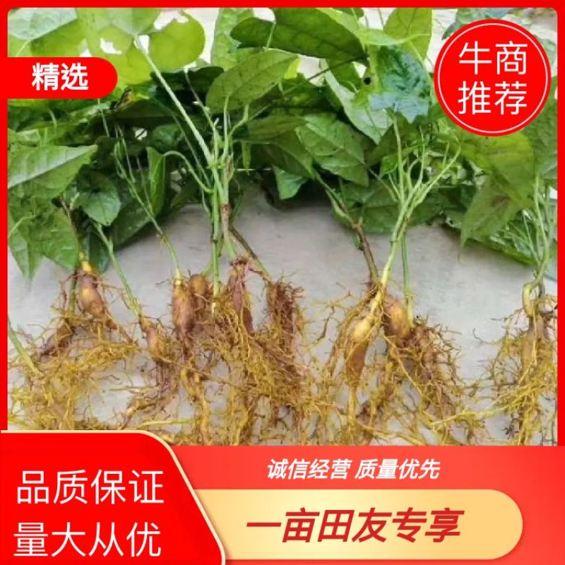 推荐地苦胆，金果缆当年苗四川宜宾叙州区欢迎老板咨询