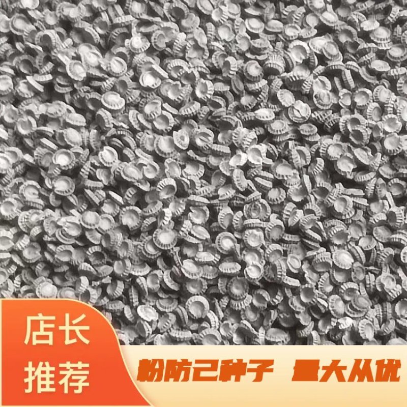 粉防已种子一手货源量大从优质量保证欢迎咨询