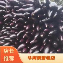 精品紫长茄大量上市诚信经营一手货源品质保证欢迎来电采购