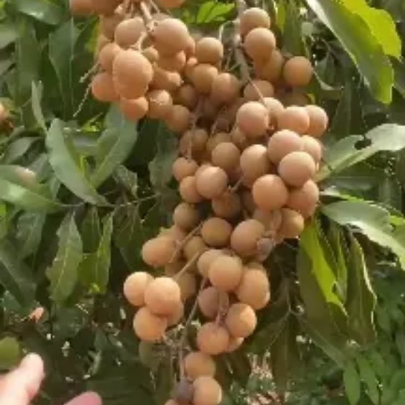 龙眼又名桂圆，大量上市中，本品是龙眼中的储良，皮薄肉厚核