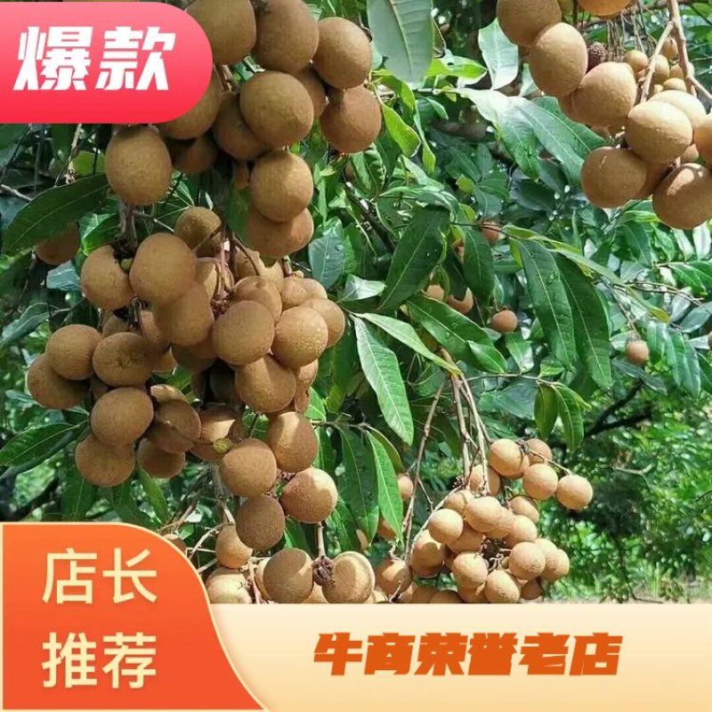 龙眼又名桂圆，大量上市中，本品是龙眼中的储良，皮薄肉厚核