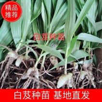 [推荐]四川紫花三叉白芨种苗一手货源基地直发