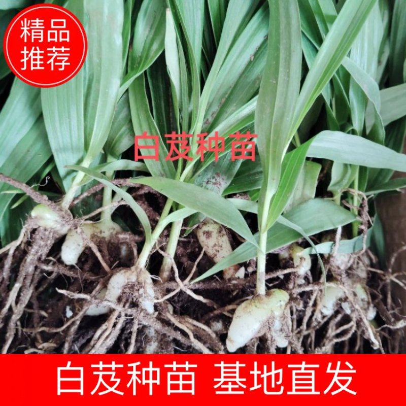 [推荐]四川紫花三叉白芨种苗一手货源基地直发