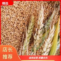 优质小麦，大量供应，长期供货，协助找车、欢迎产地