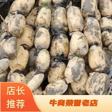 莲藕大量上市了价格优惠品质保证一手货源