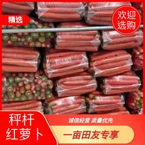 陕西红萝卜秤杆红萝卜产地发货一手货源对接市场商超等
