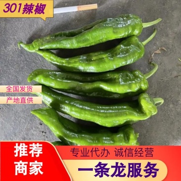 【推荐】精品301辣椒大量上市价格美丽货源充足欢迎采购