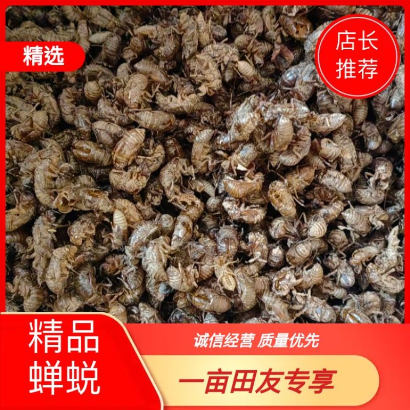 蝉蜕常年供应欢迎老板考察长期供货