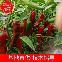 忻州北京红辣椒种植基地，大量上市产地直供，