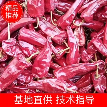 优质忻州北京红干辣椒货源充足，颜色好看大量上市