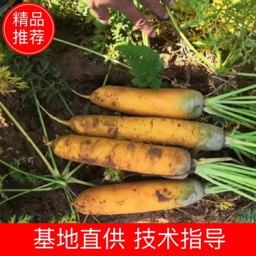 黄胡萝卜3两以上带土15厘米以上黄萝卜陕北货欢迎咨询