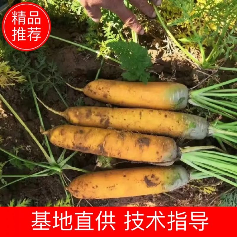 黄胡萝卜3两以上带土15厘米以上黄萝卜陕北货欢迎咨询