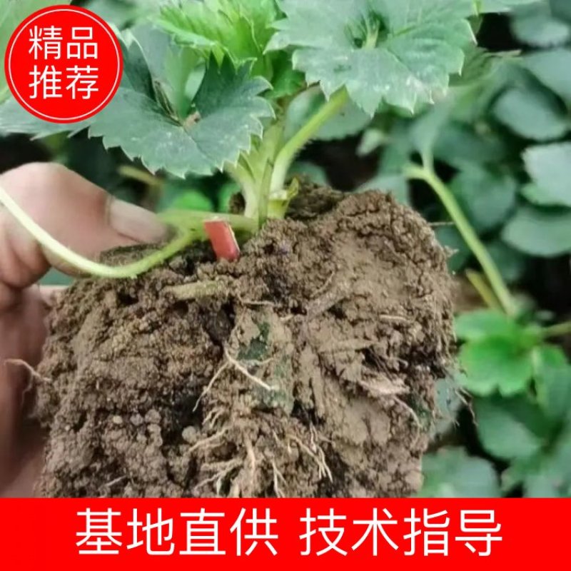 粉玉草莓母苗抗病能量强口感好丰产小苗预售