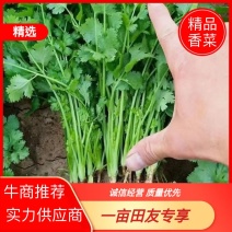 精品香菜唐山产大叶香菜货源充足量大从优欢迎咨询