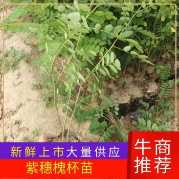 护坡紫穗槐50cm-1.5m杯苗规格齐全长势旺盛价格优惠