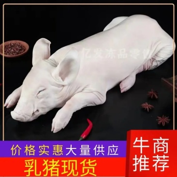 精品鲜冻乳猪脆皮乳猪厂家直发证件齐全一手货源来电咨询