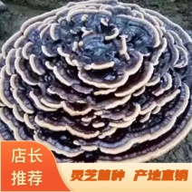 灵芝菌种，观赏，食用，药用公司直销，大红芝，大花芝