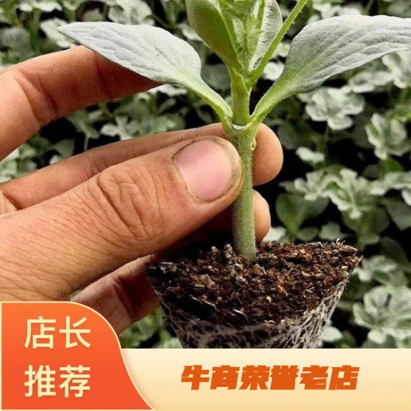 【精品2K】西瓜苗大量上市价格优惠一手货源品质真