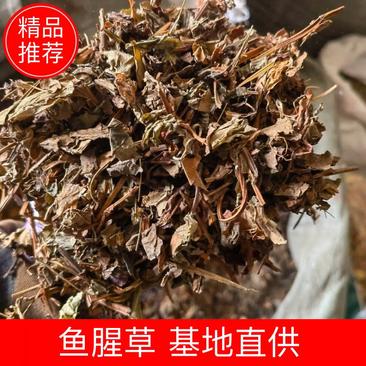 鱼腥草纯净货质量保证产地采购一手货源大量有货