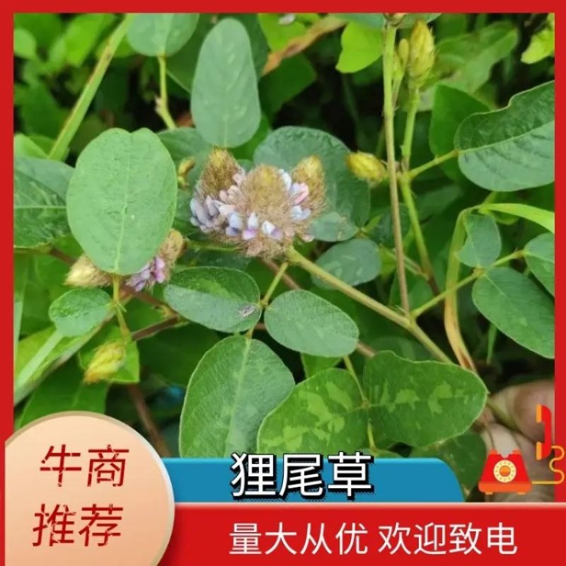 精品狸尾草干货品质好价格低视频看货实地考察全国可发