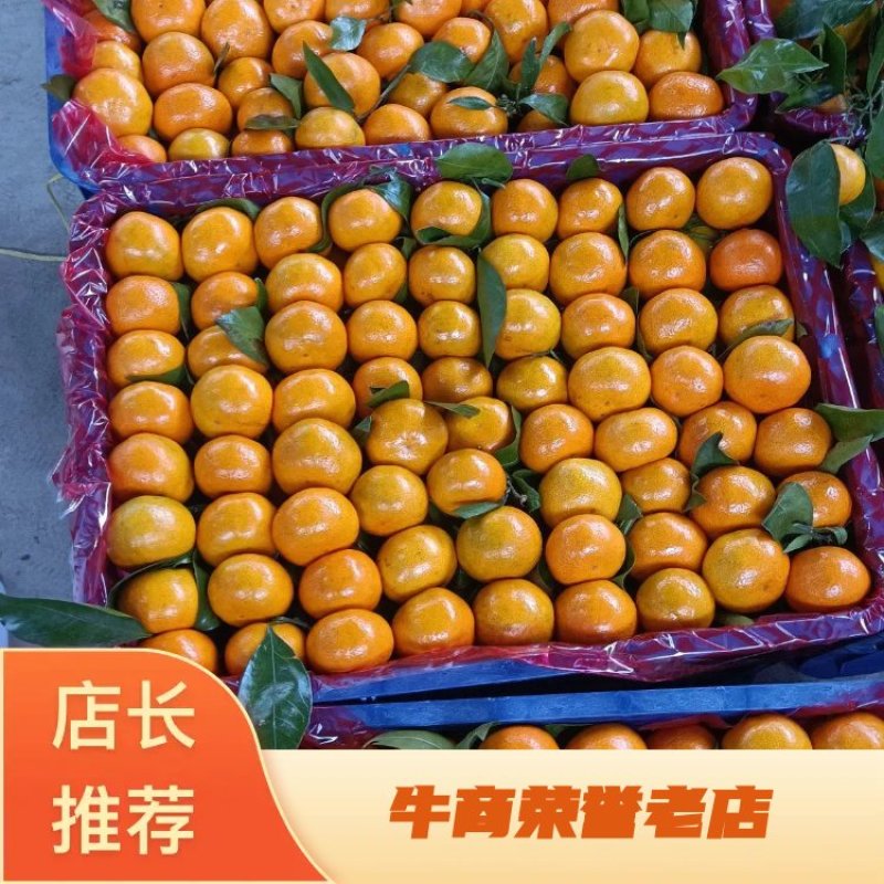 陕西柑橘高山蜜橘产地直发一手货源全国发货