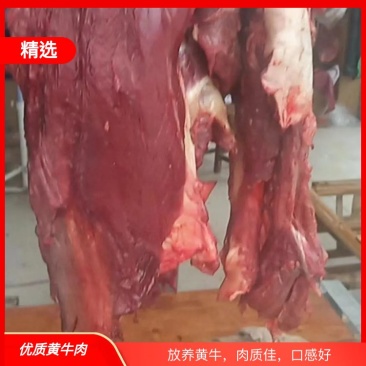 放养黄牛，优质牛肉，品质保证，欢迎选购