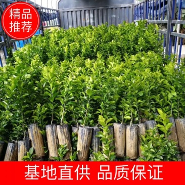 早熟砂糖橘苗可视频看货，产地直销，支持线上保障交易
