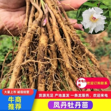 凤丹苗二年苗规格齐全价格便宜包成活包技术