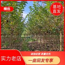 3-10公分日本晚樱成活率高园林绿化行道树木