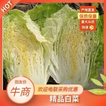【精品】黄心白菜产地一手货源全国发货价格公道