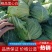 精品莲心白甘蓝，产地发货量大优惠，对接市场商超一条龙服务