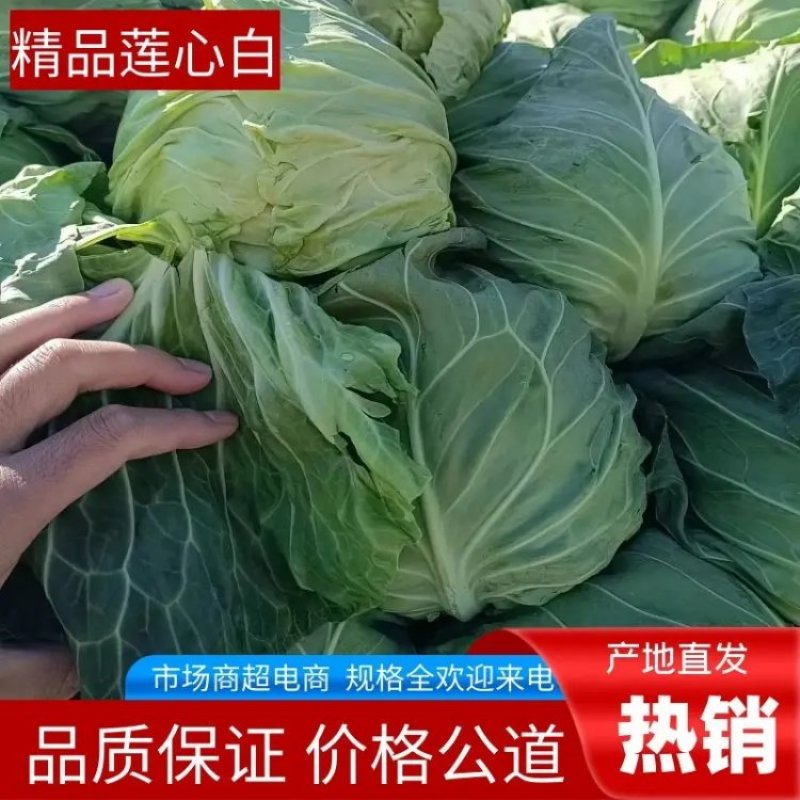 精品莲心白甘蓝，产地发货量大优惠，对接市场商超一条龙服务
