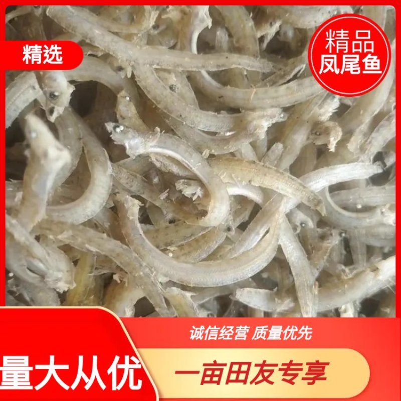 优质麻辣，油炸凤尾鱼干山东特产凤尾鱼量大从优欢迎来电
