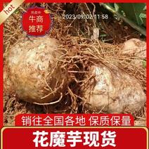 湖南优质豆腐花魔芋价格品质保证全国发货量大价优
