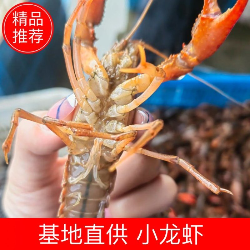 小龙虾，红虾。肉质饱满，清水养殖，量大从优