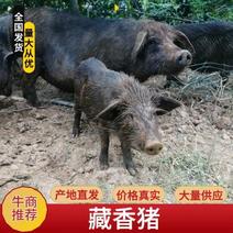 【自产自销】100头藏香猪急售价格优惠肉质口感好全国可发