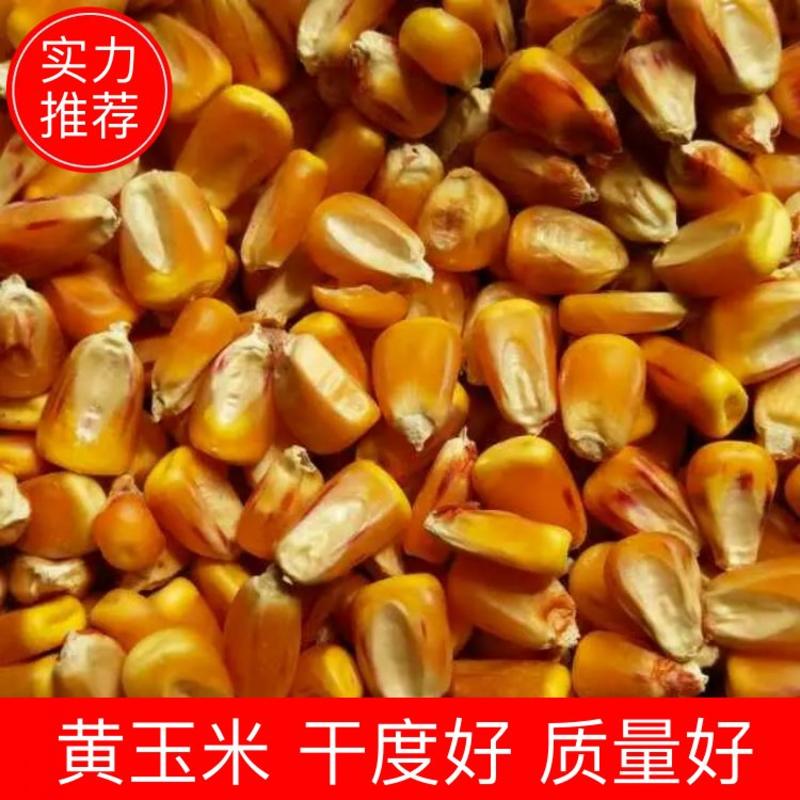 【实力】山西忻州特级玉米粒，干度好，质量好产地直发，