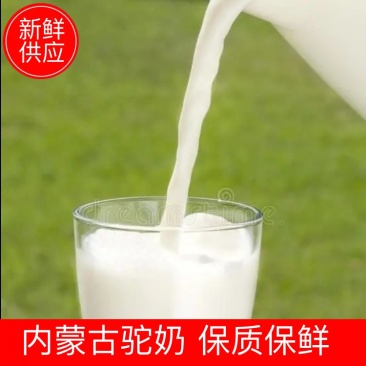 阿拉善原生态骆驼鲜奶、牧场直供、天天先挤、奶味浓郁。