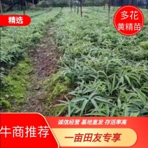 [热卖]四川绵阳黄精种苗多黄黄精苗产地直发