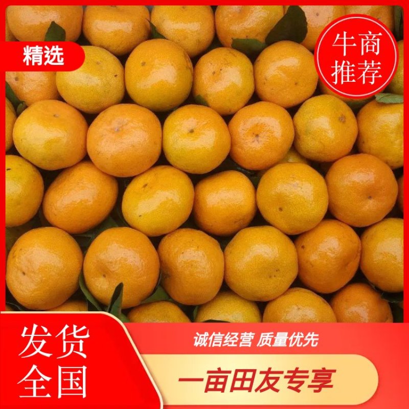 陕西柑橘高山蜜橘产地直发一手货源全国发货