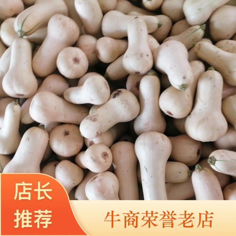 奶油南瓜，产地直发，各种规格，颜色纯正，瓜老日供50万斤