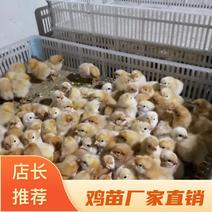 鸡苗厂家直销三黄土鸡苗农村放养黄鸡苗包做疫苗包运输