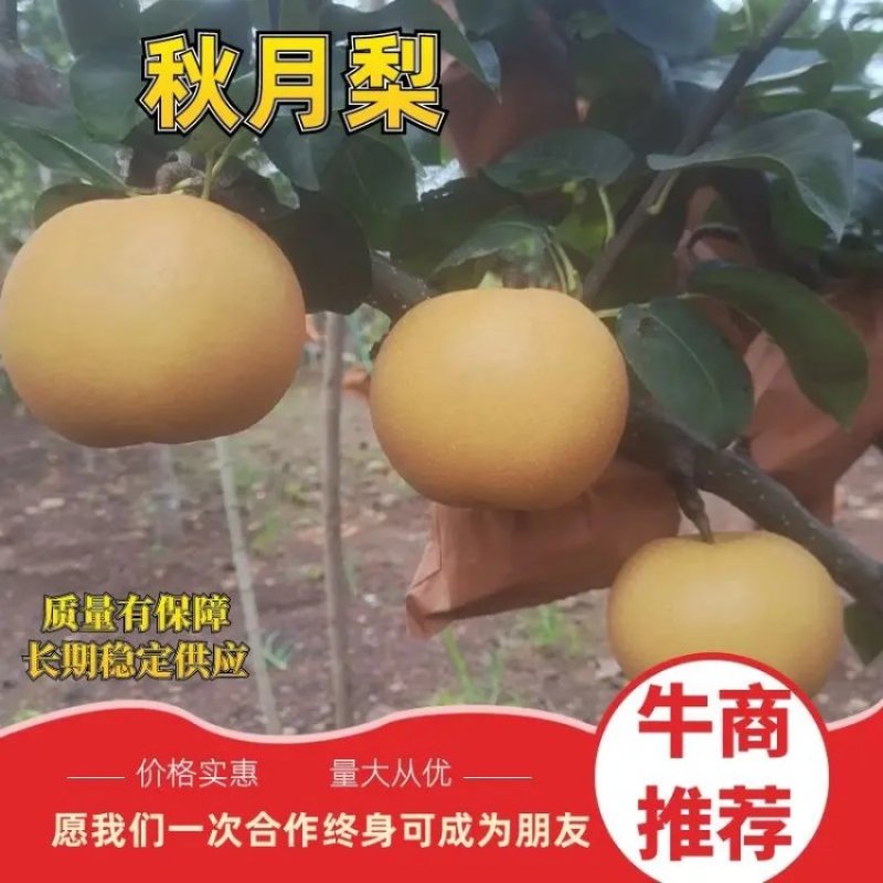烟台正宗秋月梨上市，糖度12化渣好，欢迎新老客户来电洽谈