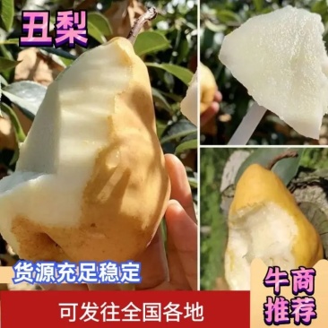 【香甜多汁】烟台丑梨大量现货鲜货上市欢迎新老客户来电洽谈