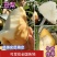 【香甜多汁】烟台丑梨大量现货鲜货上市欢迎新老客户来电洽谈