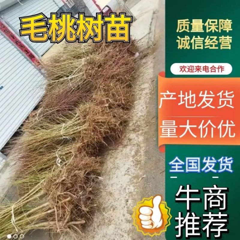 【优质桃苗】毛桃苗1-4公分速长现发现挖基地直发可嫁接