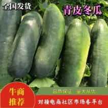 湖北冬瓜大量上市中欢迎老板看货选购诚信经营