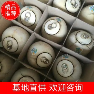 文昌椰白好做文昌鸡的好材料