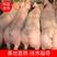 杜洛克种猪常年对外销售原种公猪，原种母猪品种优良欢迎选