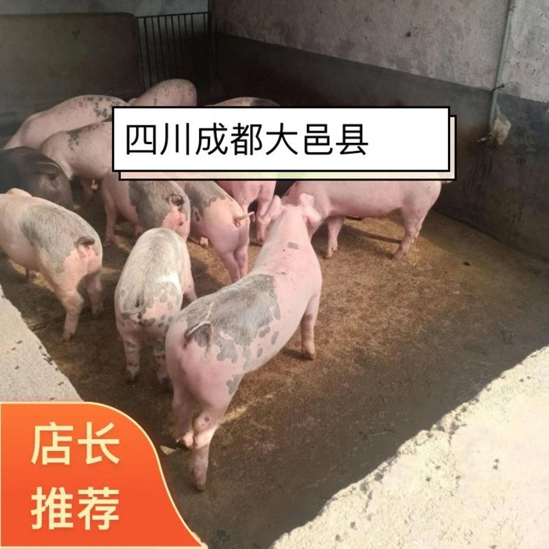 杜洛克种猪常年对外销售原种公猪，原种母猪品种优良欢迎选